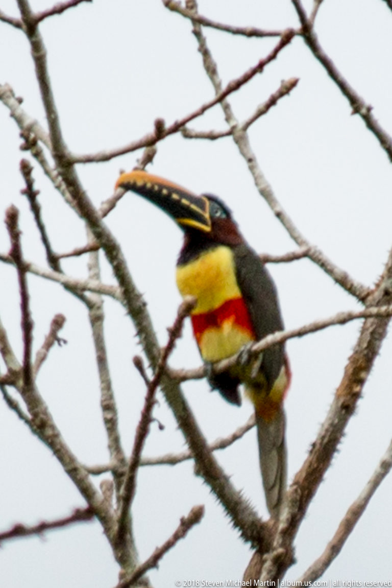 Side view of an aracari with long patterned bill, yellow chest, red band, and dark head perched in leafless branches.