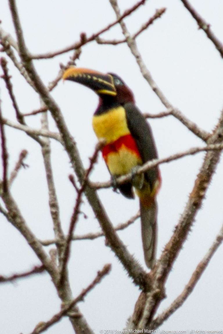 Aracari with patterned bill, yellow breast, and red belly band perched among bare branches against a pale sky.