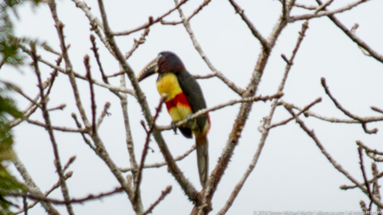Colorful aracari perched on bare branches, with dark head, yellow chest, red belly, and long pale bill.