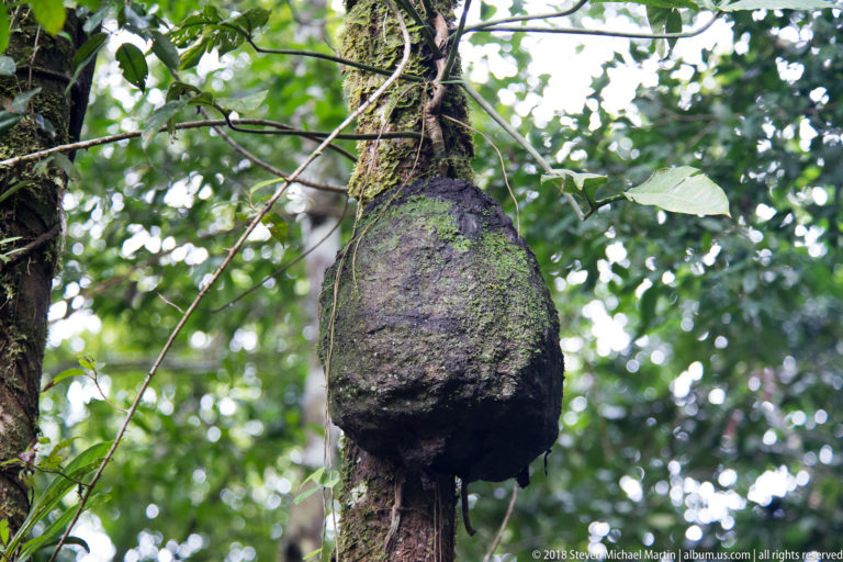 Large dark oval termite nest attached to a rainforest tree trunk amid moss, vines, and green foliage.