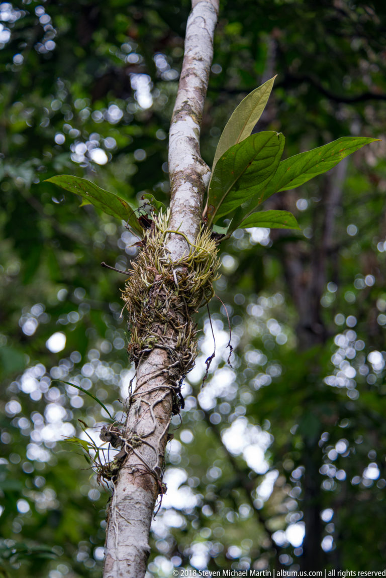 Small leafy epiphyte growing from a mossy clump on a pale slanting rainforest tree trunk.