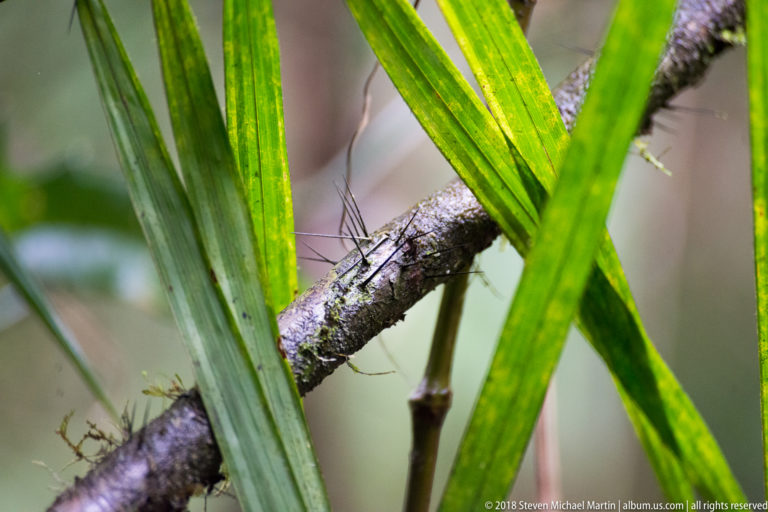 Long black spines projecting from a slender stem partly hidden behind bright green palm leaves.