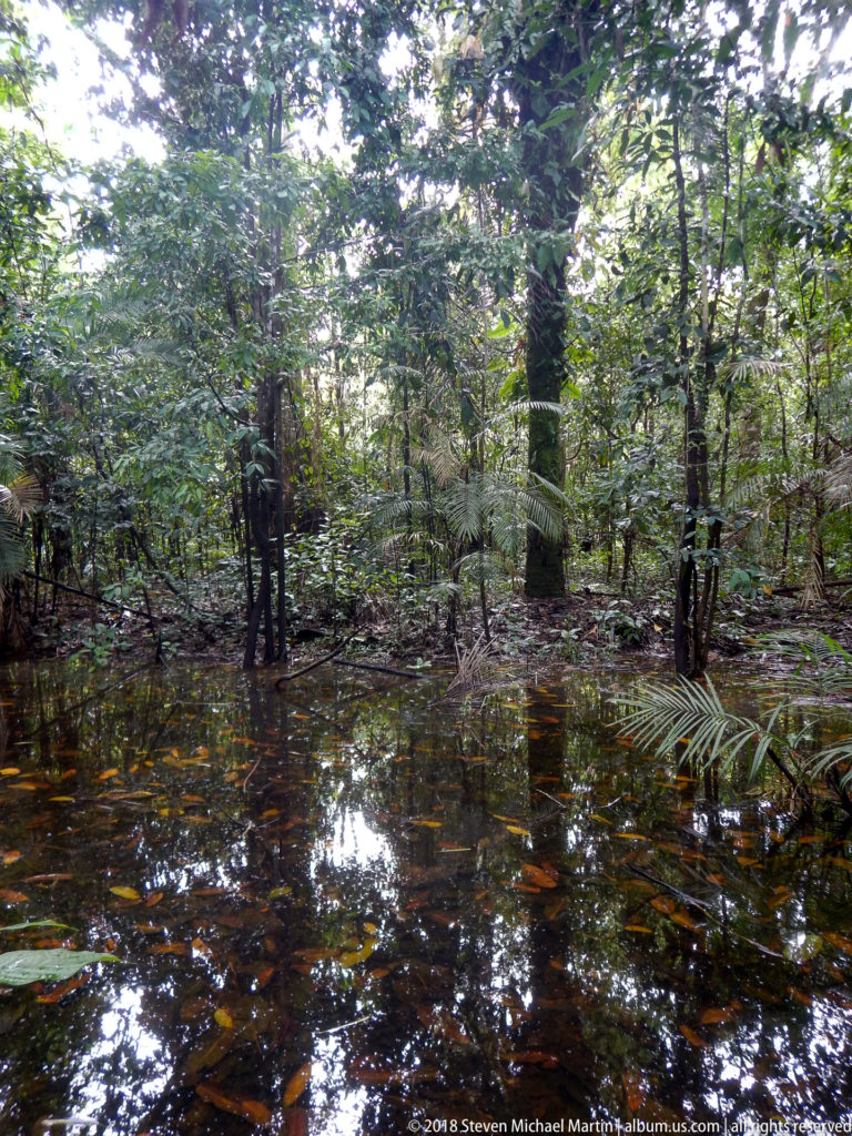 Shallow dark water covering the rainforest floor beneath trees, with leaf litter, palms, and canopy reflections.