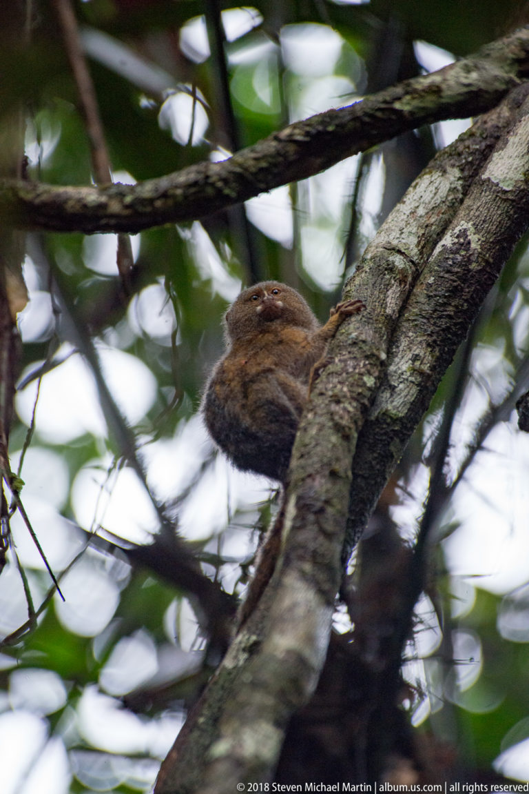 Small pygmy marmoset partly hidden as it climbs around a sloping tree trunk among crossing branches.