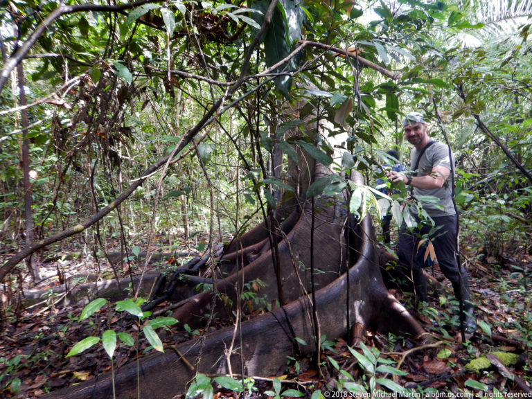 Visitor standing beside large buttress roots and dense vines at the base of a rainforest tree.