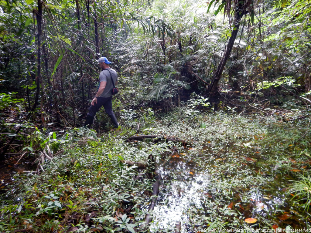 Visitor walking through dense rainforest beside shallow standing water and low flooded understory vegetation.