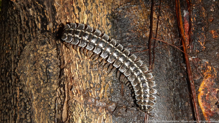 Banded flat-backed millipede curving diagonally across wet dark bark with pale segment margins clearly visible.