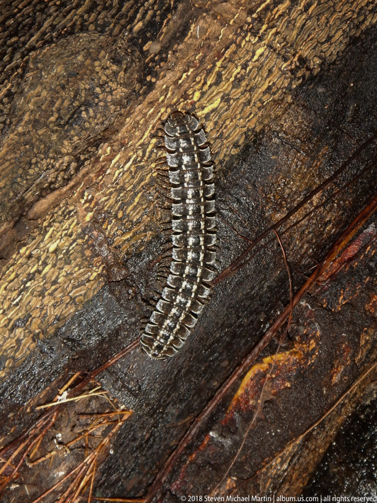 Straight banded flat-backed millipede on a dark fallen trunk, showing repeated pale-edged segment plates.