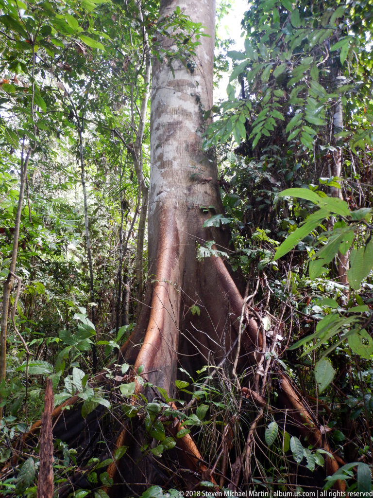 Large buttressed rainforest tree rising amid dense understory, fallen branches, vines, and leaf litter.