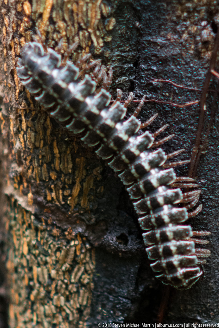 Banded flat-backed millipede curved over deeply textured bark with broad segment plates and many legs visible.