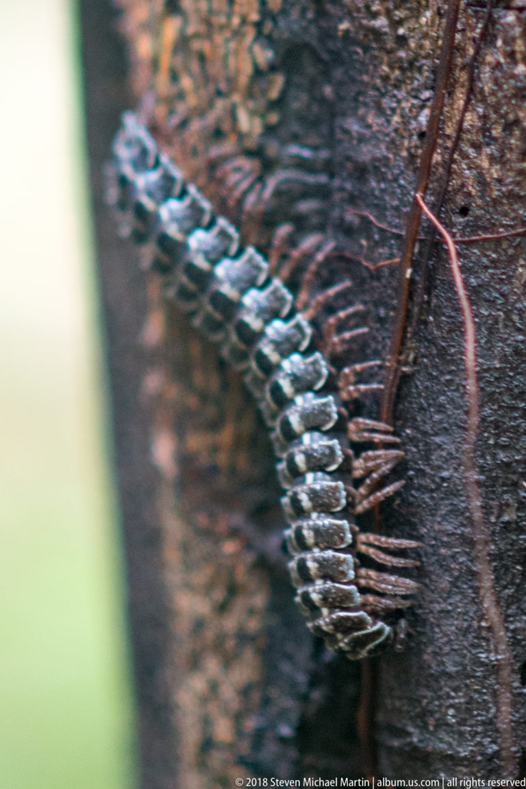 Close side view of a banded flat-backed millipede showing pale segment plates and many fine legs on bark.
