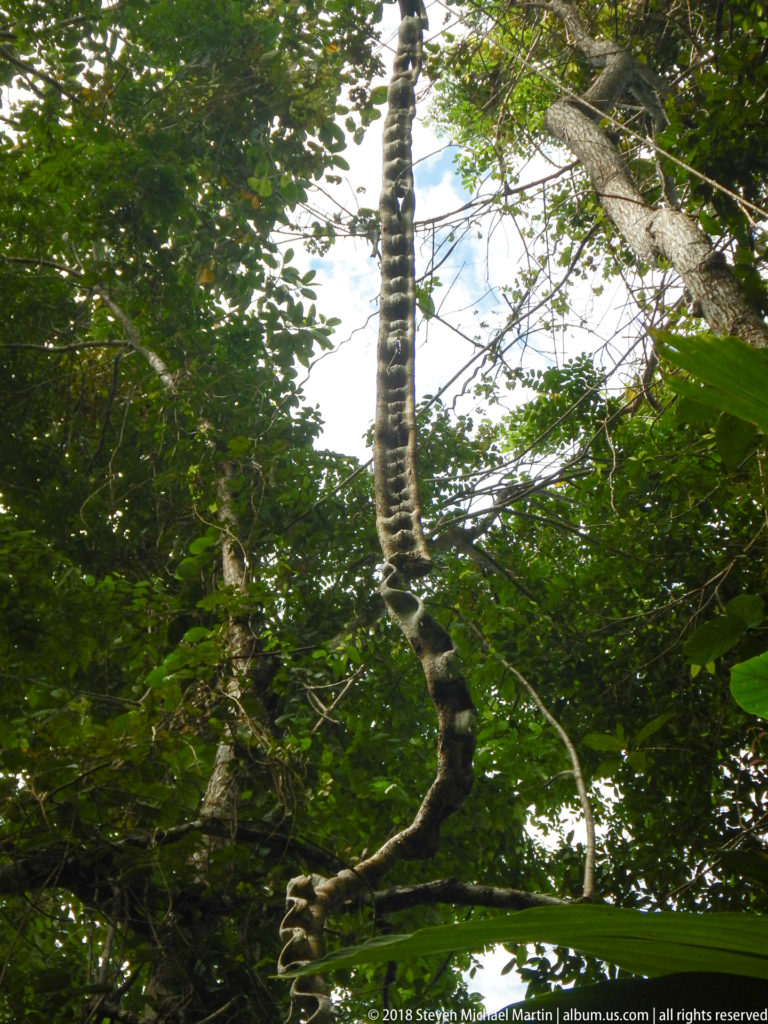 Long chain-like liana with repeated swollen sections hanging and looping beneath a dense rainforest canopy.