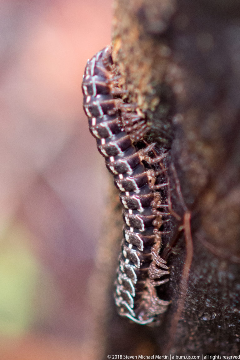 Banded flat-backed millipede curved along rough tree bark, showing many pale-edged body segments.