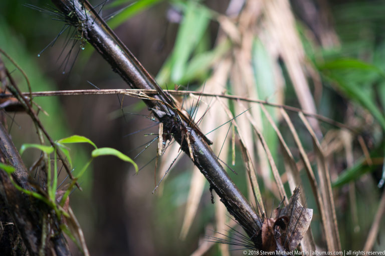 Woody understory stem with several very long needle-like spines crossing green leaves and dry palm fibers.