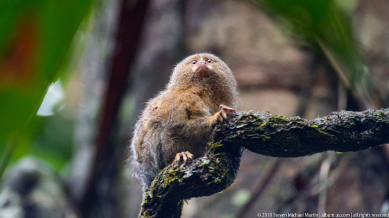 Pygmy marmoset on a mossy branch with its head raised toward the rainforest canopy.