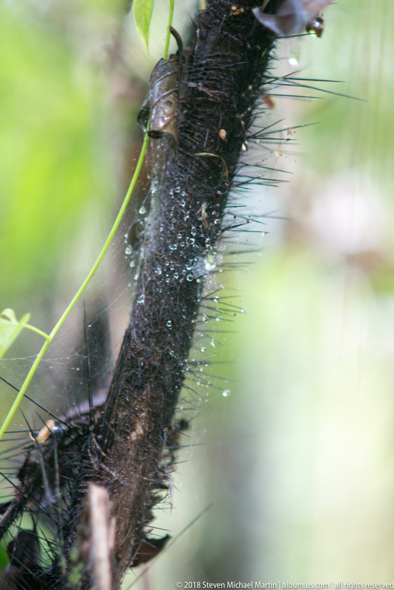 Dark rainforest stem densely covered with long fine spines, crossed by a green vine against blurred foliage.