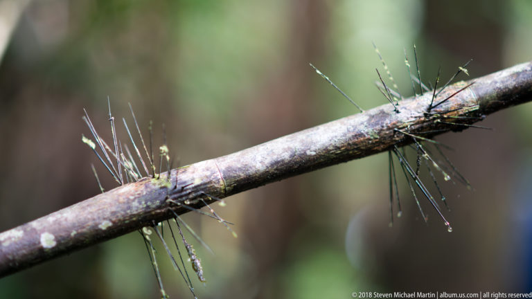 Clusters of long black needle-like spines projecting from a slender woody stem in the rainforest understory.
