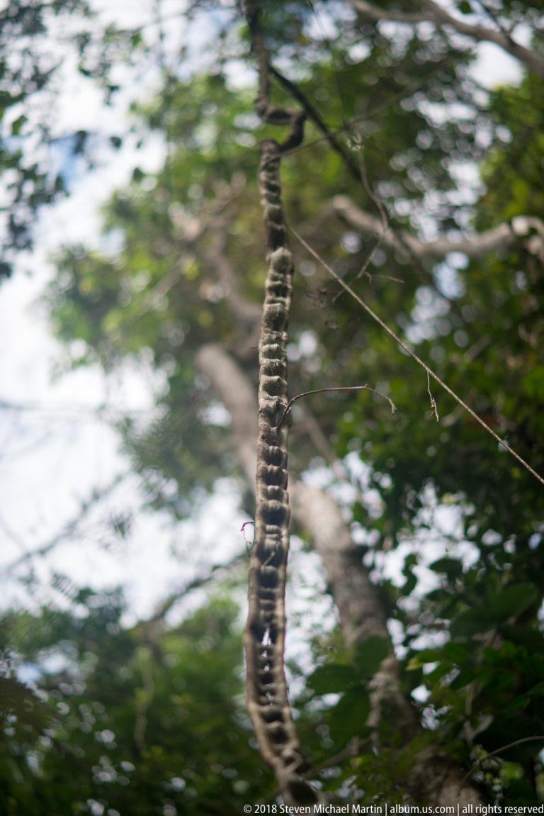 Long vertically hanging liana with repeated swollen segments silhouetted against green canopy and bright sky.