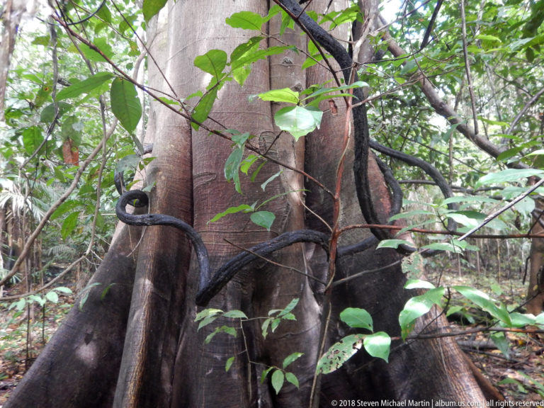 Dark woody lianas loop around the buttressed base of a large rainforest tree amid dense green understory.