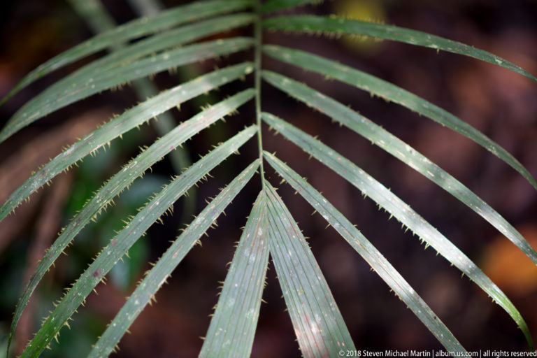 Close-up of narrow green palm leaflets lined with many small sharp spines along their margins.