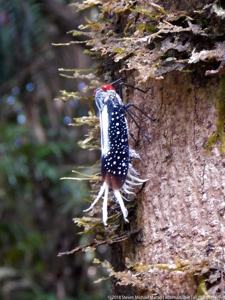 Side view of a black spotted planthopper with red head and white waxy filaments resting on rough bark.