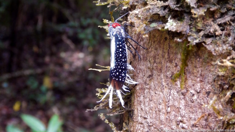 Black-and-white spotted planthopper with a red head and white waxy tail filaments clinging to tree bark.