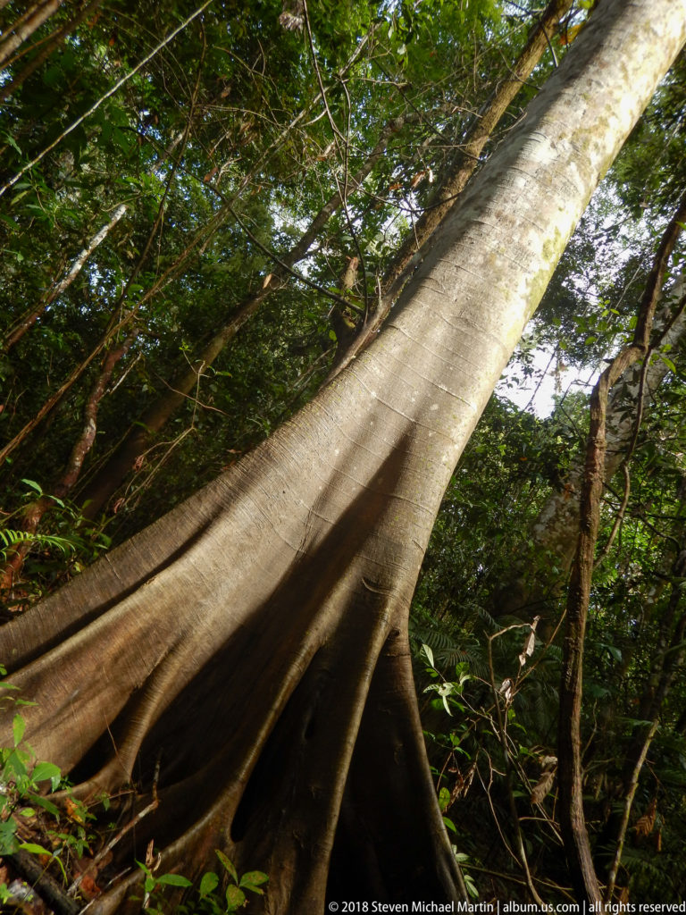 Large pale rainforest tree with tall flaring buttress roots rising from dense green understory vegetation.