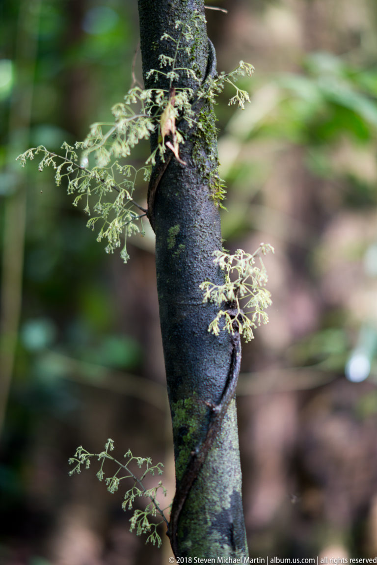 Delicate fern-like epiphytic growth spreading across a dark tree trunk against a blurred rainforest background.