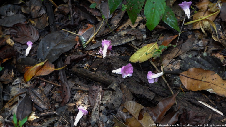 Small pink tubular flowers scattered among wet brown leaves, twigs, and dark soil on the rainforest floor.