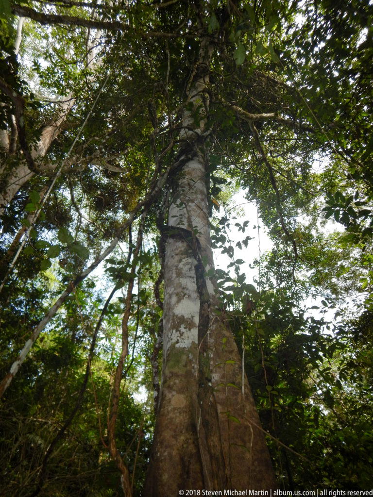 Tall straight rainforest tree viewed from below beneath a dense green canopy and surrounding understory vegetation.