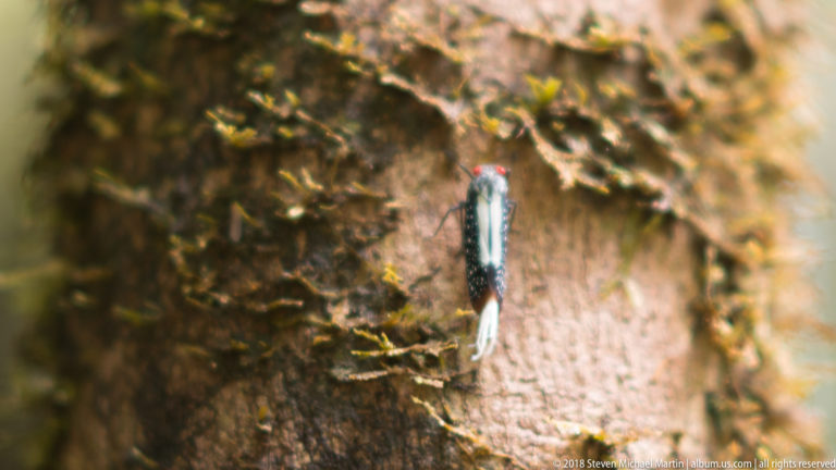 Small red-headed black-and-white insect with white trailing filaments on a broad textured tree trunk.