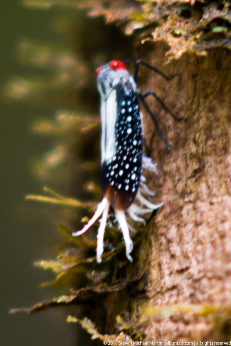 Black-and-white insect with red head and long white waxy tail filaments clinging to tree bark.