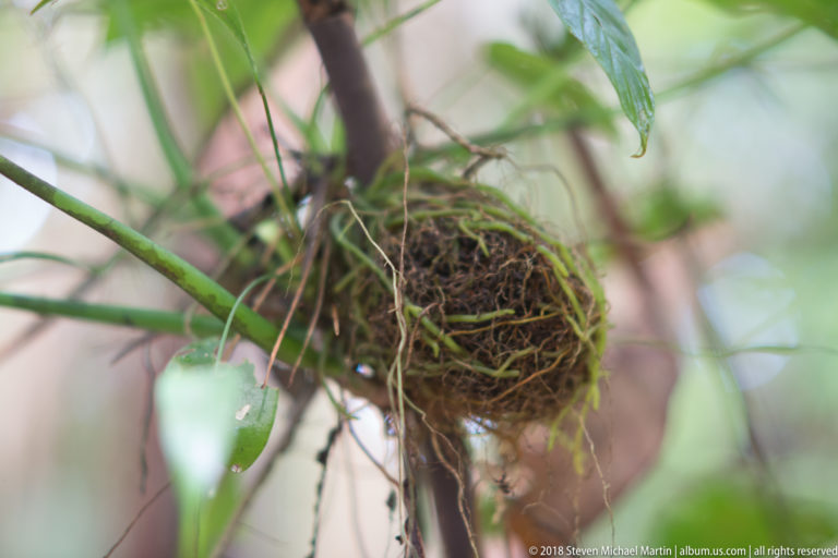 Small mossy woven cup nest hanging among thin stems and green rainforest leaves.