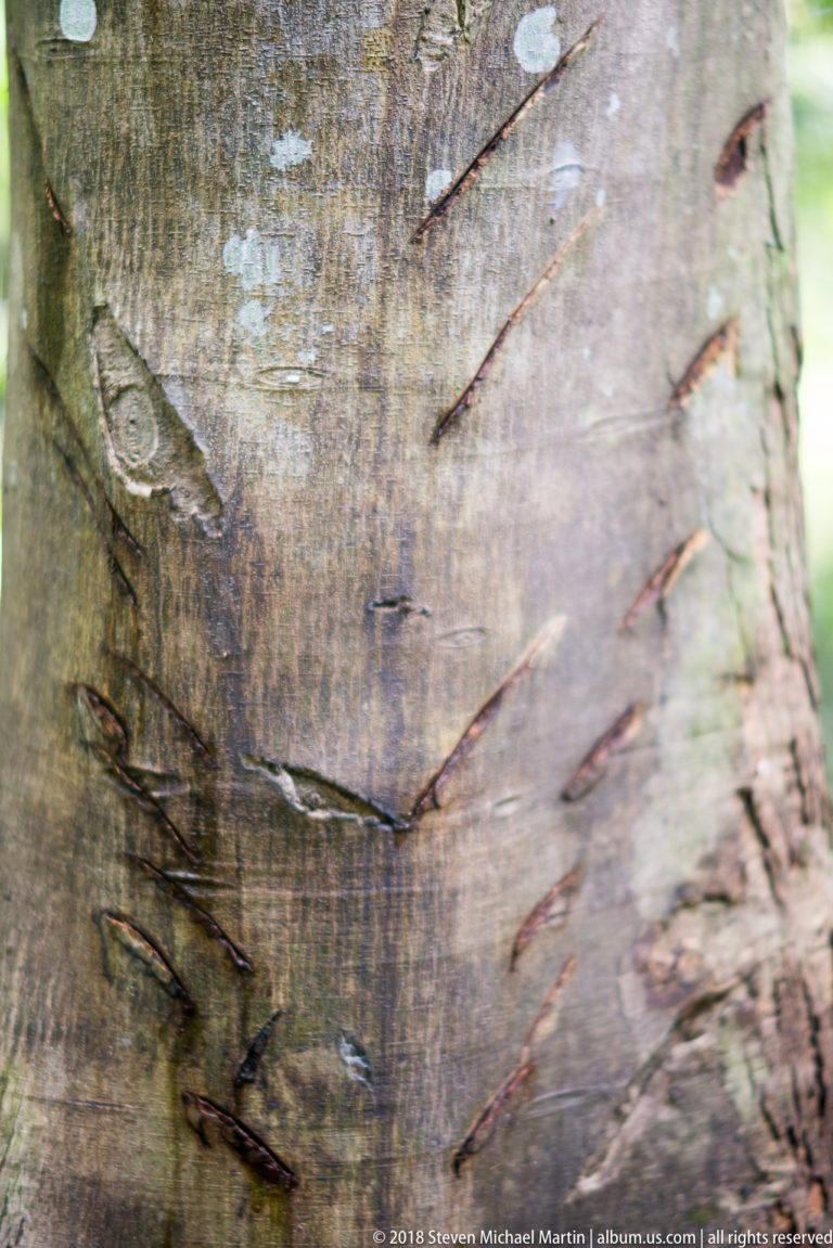 Close view of pale smooth tree bark covered with scattered rows of narrow thorn-like projections.