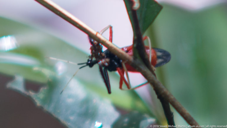 Black-and-red long-legged true bug hanging beneath a twig with a long downward-pointing beak.