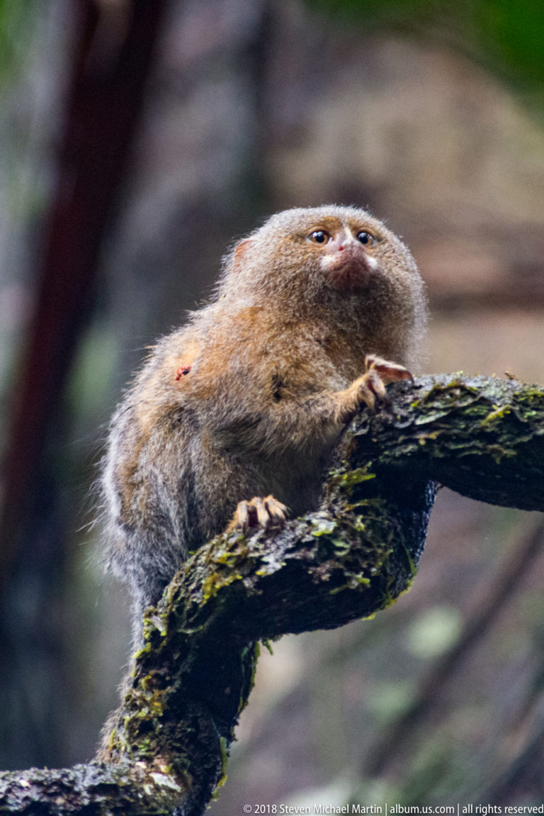 Pygmy marmoset crouched low on a mossy branch, looking upward with one hand gripping the bark.