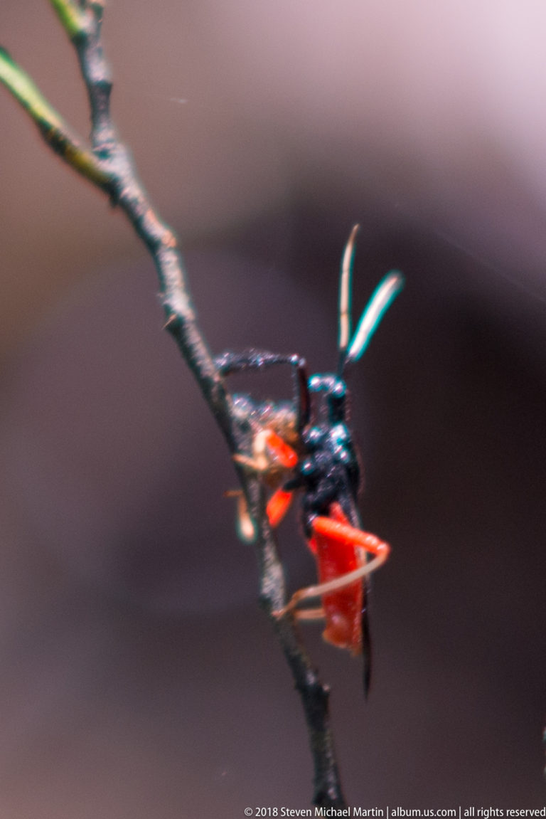 Black-and-red long-legged true bug clinging to a thin twig, with a long pointed beak visible.