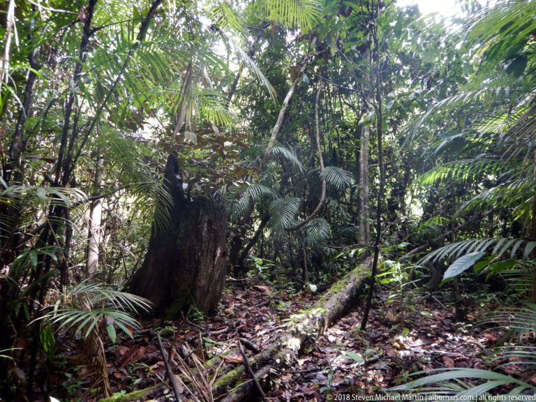 Decaying stump and fallen branch among dense palms, vines and leaf litter with dappled sunlight.