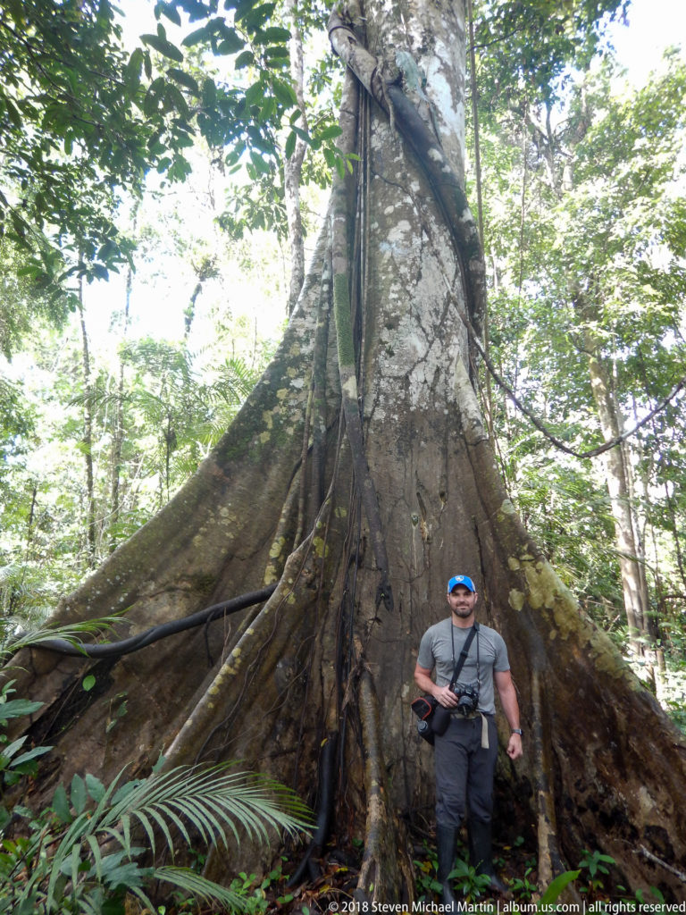 Low-angle view of a huge buttressed rainforest tree with a man standing at its base.