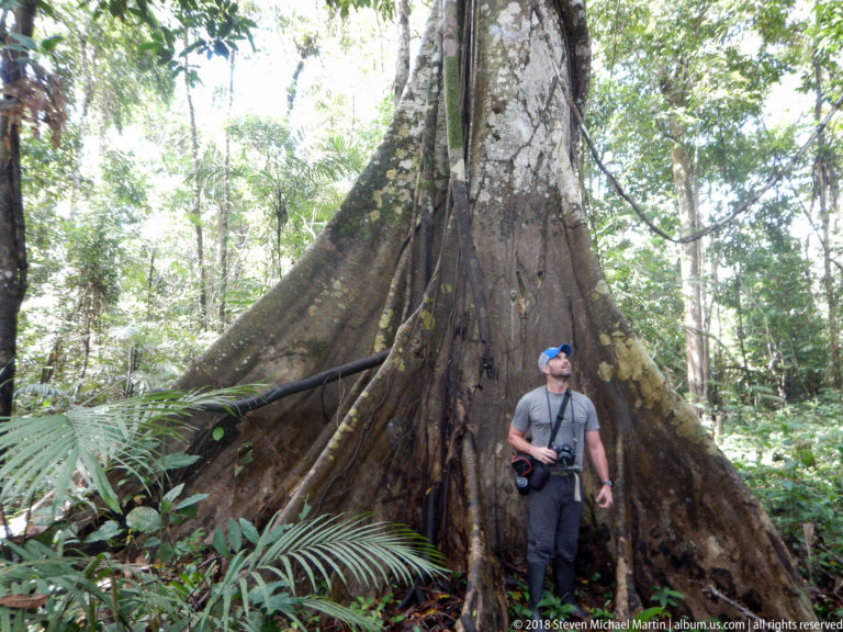 Man looking upward beside huge flared buttress roots at the base of a tall rainforest tree.