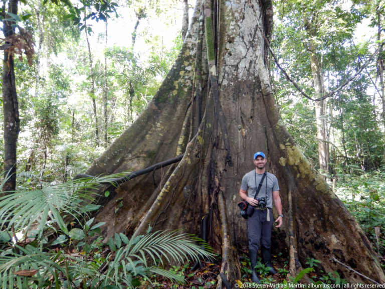 Man standing against the towering buttress roots of a massive rainforest tree surrounded by palms.