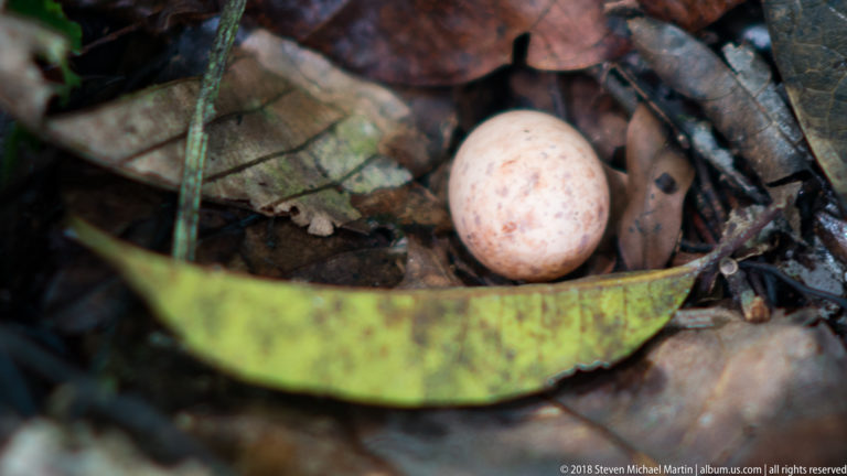 Pale speckled oval object lying among brown rainforest leaf litter beside a long green fallen plant part.