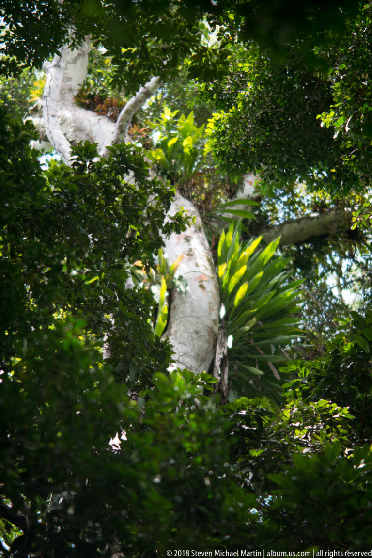 Pale curving rainforest tree trunk rising through dense green leaves and palm fronds.