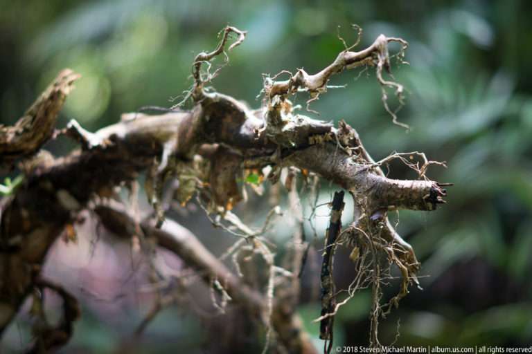Broken branch covered with pale lichens, fine roots and small epiphytic growth against blurred forest.
