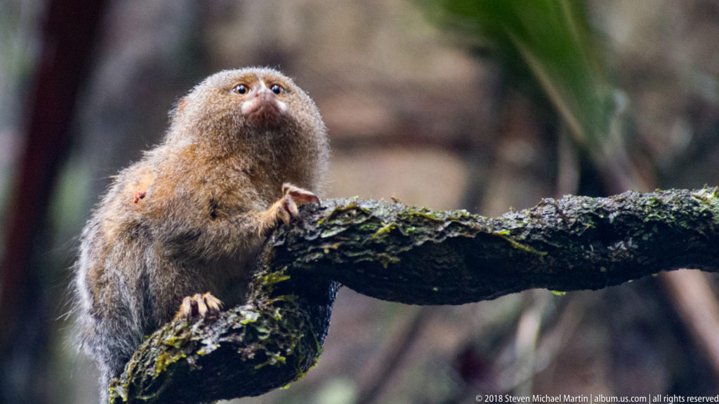 Pygmy marmoset sitting upright on a mossy branch and looking steeply upward into the forest.