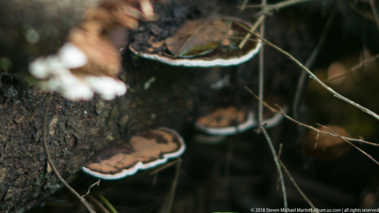 Several brown shelf fungi with bright white edges projecting from a dark rainforest tree trunk.