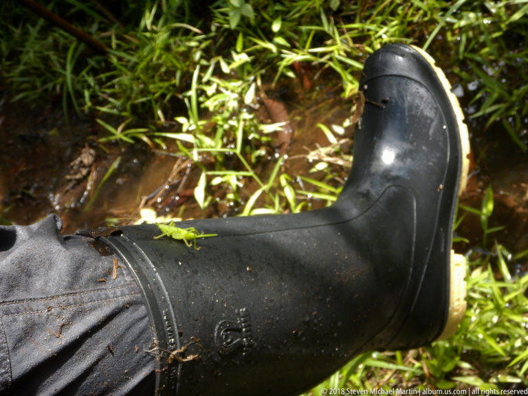 Black rubber boot beside shallow muddy water and wet green vegetation on the rainforest floor.