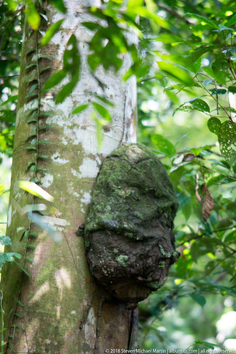 Large dark rounded growth protruding from a pale rainforest tree trunk amid green foliage.