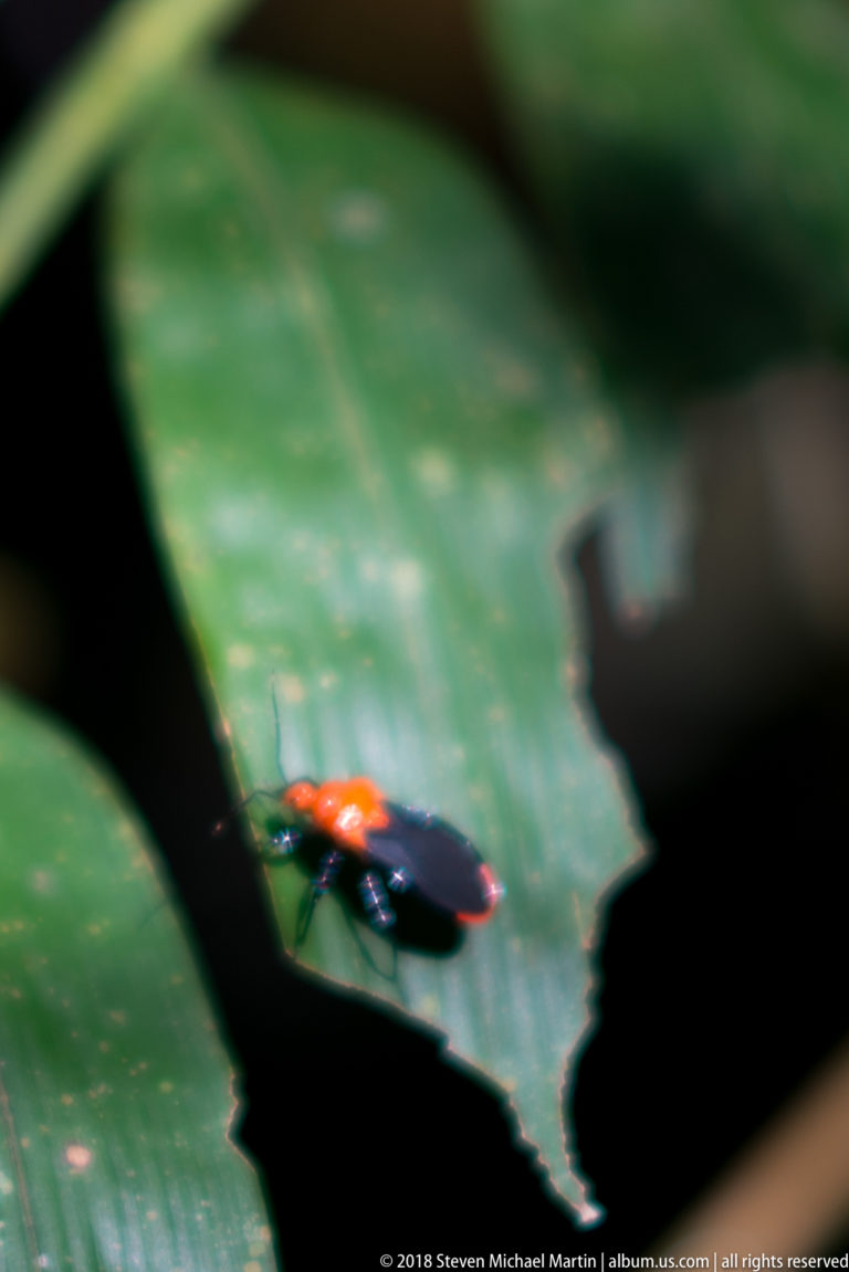 Small glossy black insect with vivid red-orange markings perched on the edge of a green leaf.