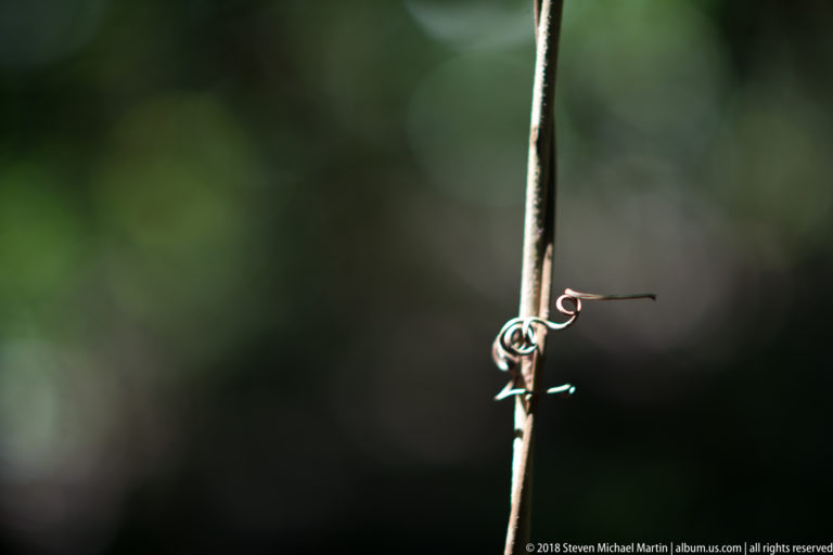 Small curled tendril wrapped around a thin upright stem against a dark blurred forest background.